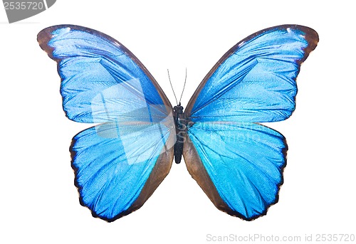 Image of Butterfly Morpho Didius