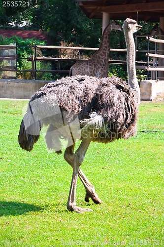 Image of Ostrich