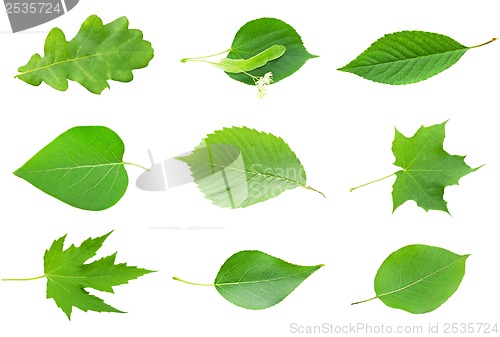 Image of Green leaves