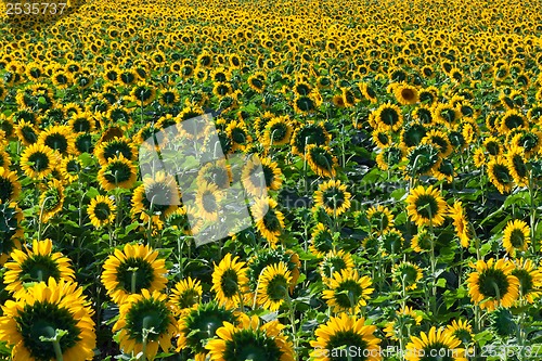 Image of Sunflowers