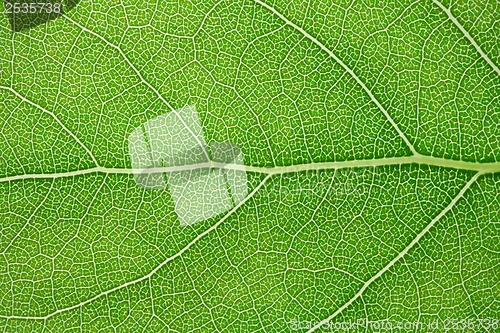 Image of Green leaf