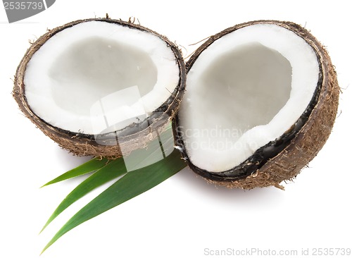 Image of Coconut