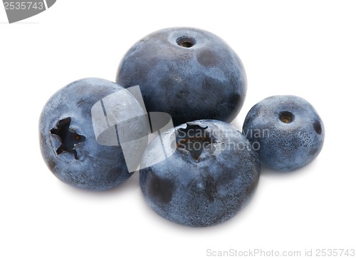 Image of Blueberry