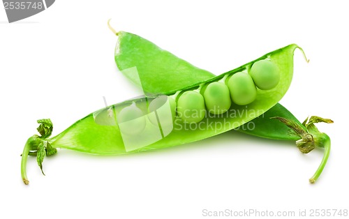 Image of Pea