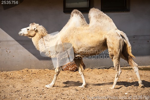 Image of Camel