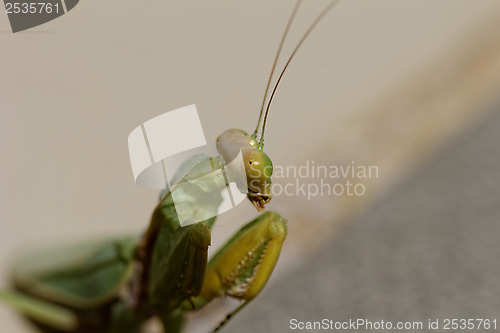 Image of Praying Mantis on the floor