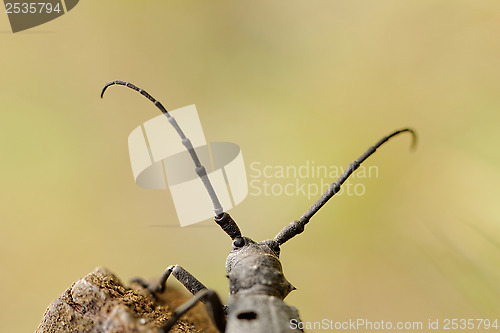 Image of The Capricorn Beetle
