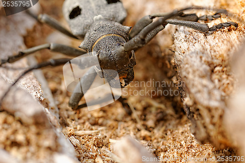 Image of The Capricorn Beetle