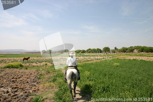 Image of Horse and rider in a field