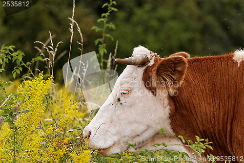 Image of cow