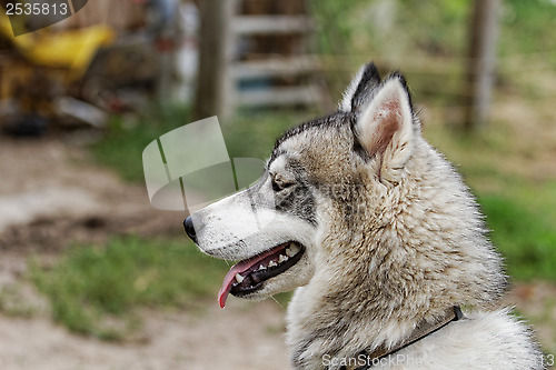 Image of husky dog