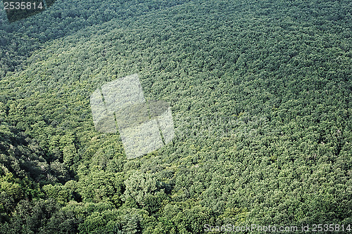 Image of aerial view of a forest