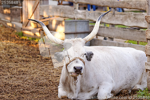 Image of Hungarian grey cattle