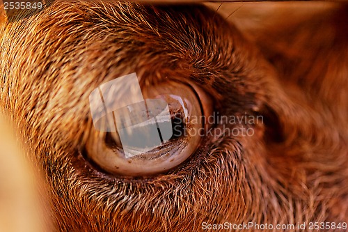 Image of goat's eye