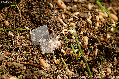 Image of ant eggs