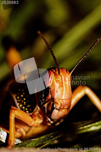 Image of one locust eating