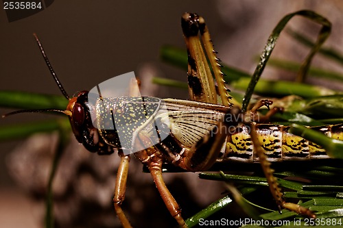 Image of one locust eating 