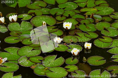 Image of water lily on the pond