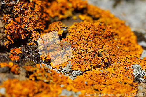 Image of mushroom on the rocks