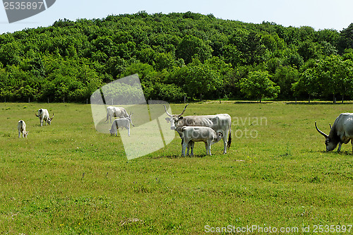 Image of Hungarian grey cattle