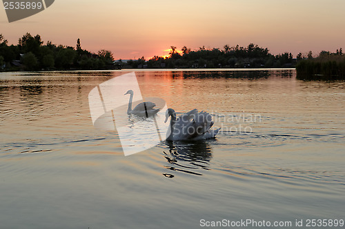 Image of swan on lake at sunset