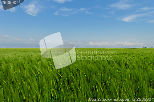 Image of wheat field under the blue cloudy sky