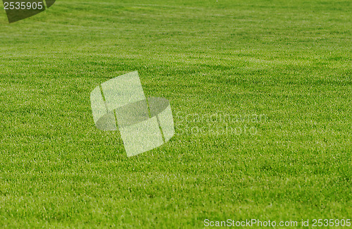 Image of grass as background