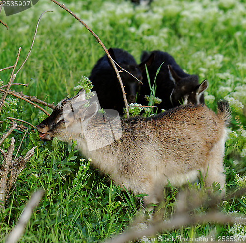 Image of Goats grazing