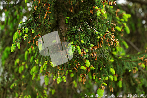 Image of pine shoots and red pinecones on pine tree