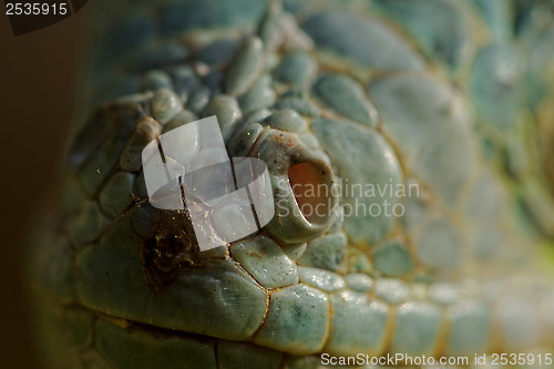 Image of green iguana nose