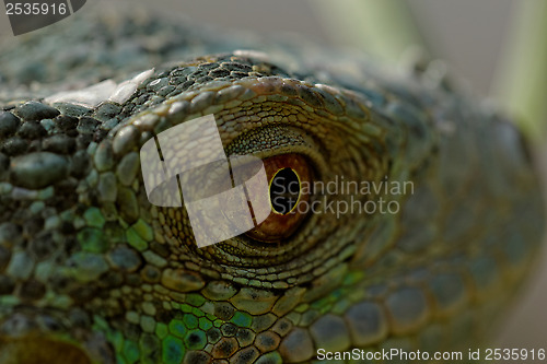 Image of green iguana eye