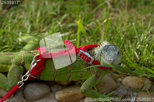 Image of green iguana on a leash
