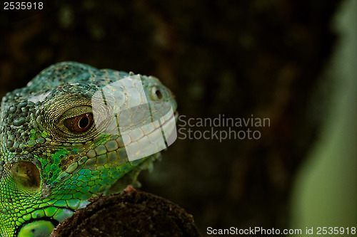 Image of portrait about a green iguana