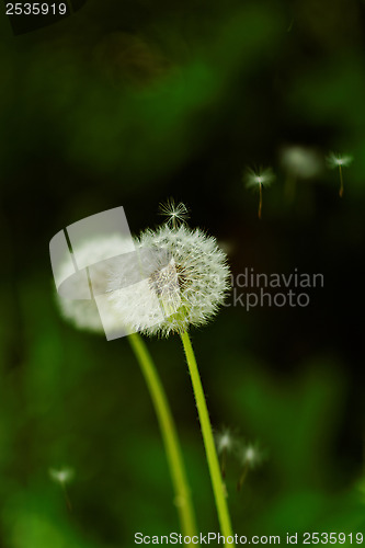 Image of dandelion flower