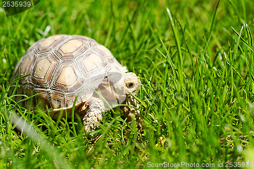 Image of African Spurred Tortoise