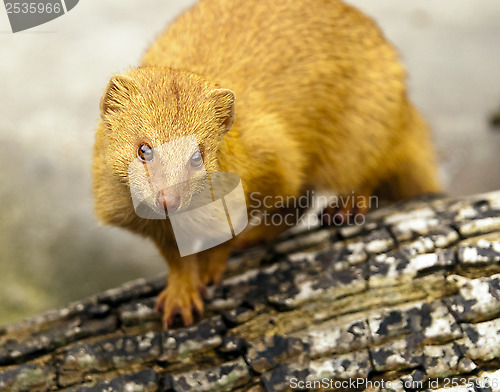 Image of Slender Mongoose