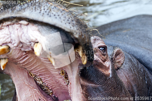 Image of Hippo (Hippopotamus)