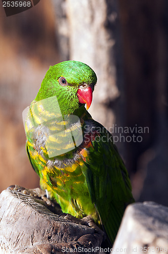 Image of Scaly-breasted lorikeet