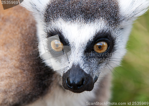 Image of Lemur