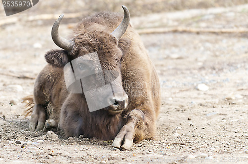 Image of European bison