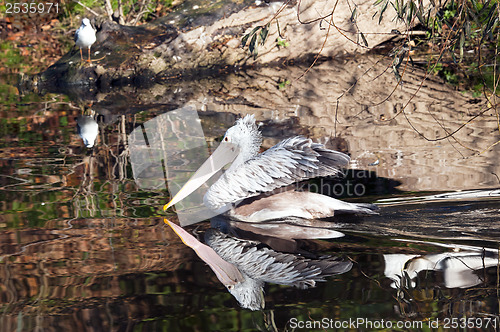 Image of Pelican