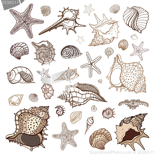 Image of Sea shells collection.