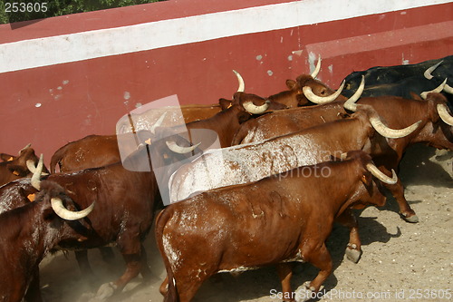 Image of Cattle