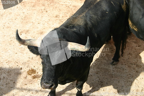 Image of Black bull
