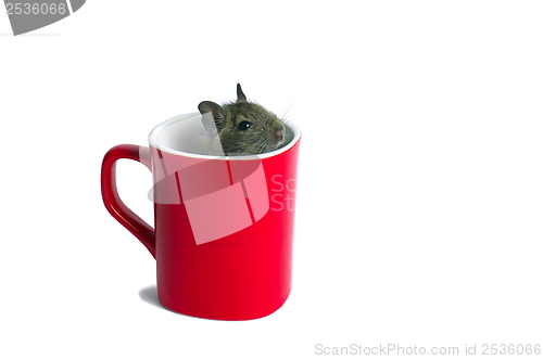 Image of Mouse in a Mug