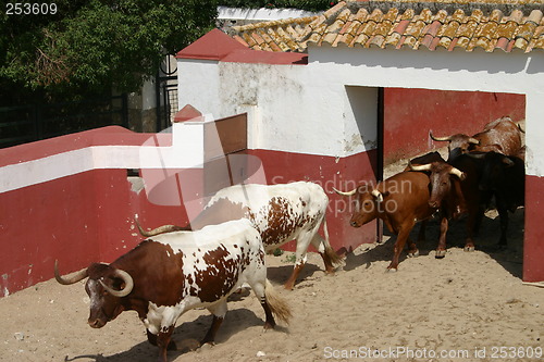 Image of Cattle