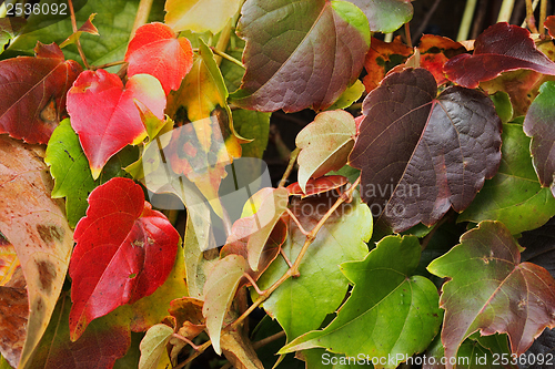 Image of Autumn leaves background