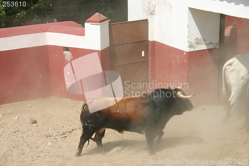 Image of Spanish bull