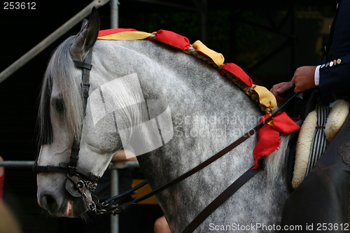 Image of Andalusian horse