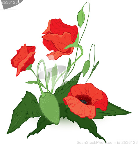 Image of Red poppies